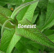 Boneset, Eupatorium perfoliatum