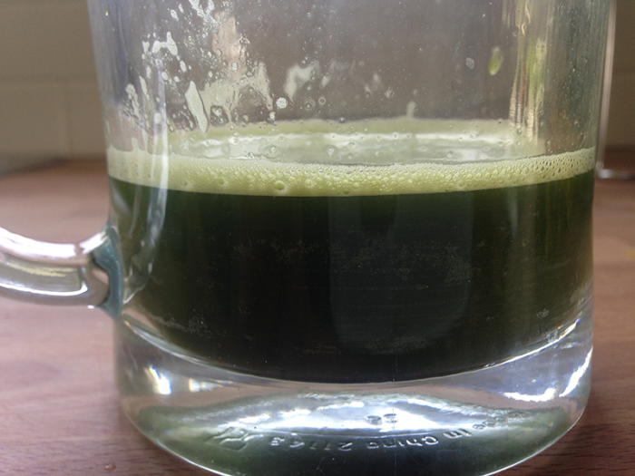 Cleavers Galium aparine Flora Verdura A resource for herbalist