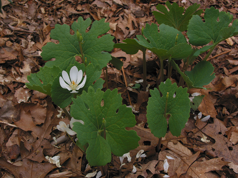 Bloodroot | Flora Verdura | A resource for herbalist & gardeners