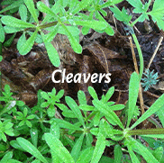 Cleavers, Galium aparine