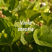 Viola sororia, Violet - leaf