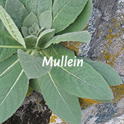 Mullein leaves before flowering.